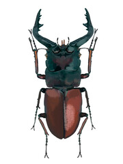 ノコギリクワガタ（オス）