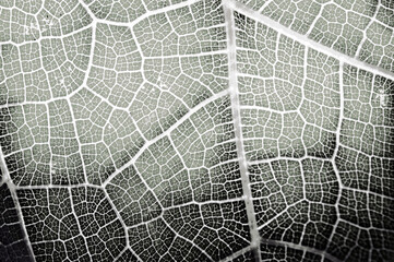 detail of an organic leaf illuminated by natural light, featuring geometric patterns, vibrant colors, and natural elements.