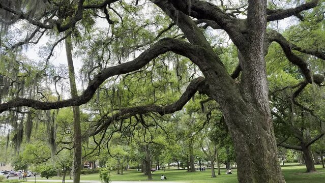 Spanish Moss on live oak trees in Forsyth Park in Savannah Georgia