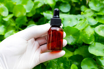 Centella asiatica (gotu kola). Fresh green leaves herb with essential oil.