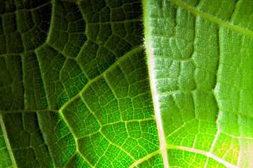 detail of an organic leaf illuminated by natural light, featuring geometric patterns, vibrant colors, and natural elements.