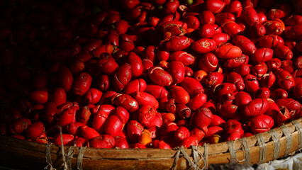 A pile of gnetum gnemon fruit in a bamboo basket exposed to morning sunlight. Dark background....