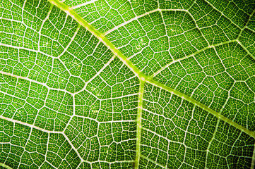 detail of an organic leaf illuminated by natural light, featuring geometric patterns, vibrant colors, and natural elements.