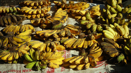 Ripe yellow bananas exposed to morning sunlight. Focus selected