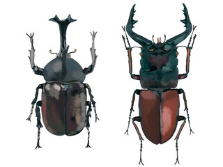 カブトムシとクワガタムシ