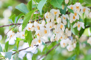 Bell-shaped white flowers that bloom downwards. snow bell,  snow berry 