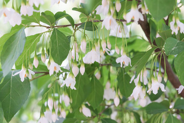 Obraz premium Bell-shaped white flowers that bloom downwards. snow bell, snow berry 