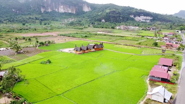 drone video Traditional house from West Sumatra in the middle of green rice fields