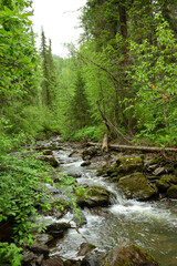 A stormy stream of a mountain stream bending around large stones and fallen trees flows through a...