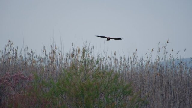 The western marsh harrier (Circus aeruginosus) fly gracefully over reeds in river delta