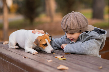 Jack Russell Terrier dog sits on a bench for a walk with a boy in an autumn park. 
