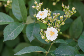 A small white flower found in the park. Baby brier, wild Rose, Rosa multiflora