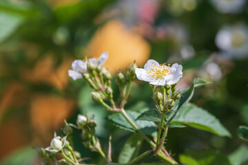 A small white flower found in the park. Baby brier, wild Rose, Rosa multiflora