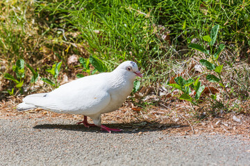 A white dove found on the side of the road.