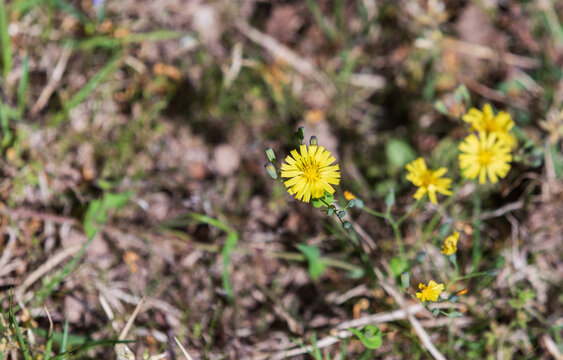 Yellow Ixeris chinensis flowers blooming on the side of the road.