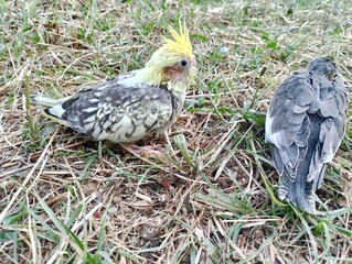 two birds in the nest