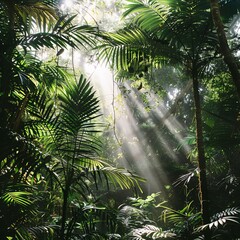 Naklejka premium Sunlight shining through the jungle canopy