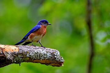 Male Bluebird Perched On Limb_DSC6382