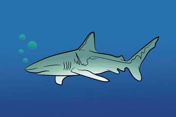 Hand-drawn illustration of a colored shark  