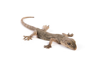 Naklejka premium Gray Gecko Lizard isolated on white background.