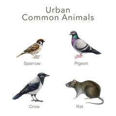Urban street birds and animals set. Watercolor illustration. Hand painted rat, crow, pigeon, sparrow invasive city species. Garbage dump dweller animals collection. White background