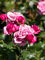 鮮やかなピンクと赤の薔薇