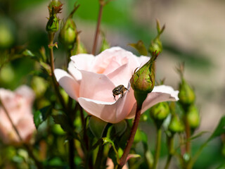 薔薇の花に潜るハナムグリ