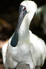 Obraz premium Royal spoonbill with its distinct red eyes, also known as the black-billed spoonbill, occurs in intertidal flats and shallows of fresh and saltwater wetlands in Australia.