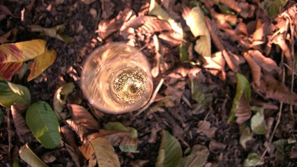 Bubbles of sparkling wine under the sun. A top view of a glass of champagne surrounded by tree leaves in a garden. A glass of sparkling wine under the rays of sunlight. Champagne bubbles in the sun.