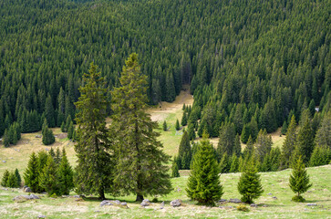 Trees in a field with distant Bucegi mountains view, Romania