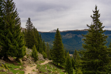 Trees in a field with distant Bucegi mountains view, Romania