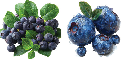 blueberries on white background