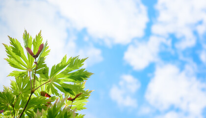 Background with light clouds on a blue sky and a branch of Japanese maple with green leaves