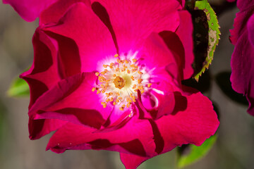 Closeup of a wild Rugosa Rose