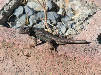 Western Fence Lizard of California sunning on a red brick wall. Tip of tail is growing back.