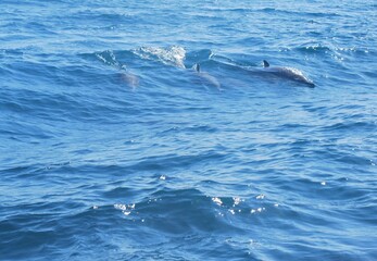Obraz premium Paisajes marinos en el parque nacional Mochima,estado Sucre Venezuela.
