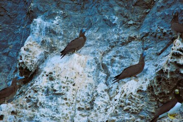 Aves en el Parque Nacional Mochima,Estado Sucre Venezuela.Gran cantidad de aves acuaticas.
