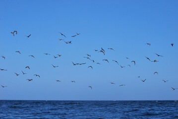 Aves en el Parque Nacional Mochima,Estado Sucre Venezuela.Gran cantidad de aves acuaticas.