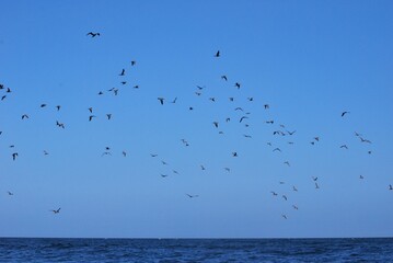 Aves en el Parque Nacional Mochima,Estado Sucre Venezuela.Gran cantidad de aves acuaticas.