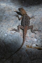 Animalitos en el Parque Nacional Mochima,Estado Sucre Venezuela.