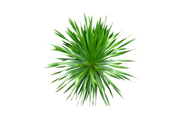 Close-up view of Dracaena loureiri plant isolated on png file with transparent background.