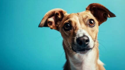 Fototapeta premium portrait pet, dog, cat, chameleon, iguana on clean background