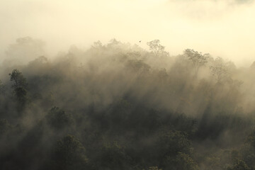 Fog covers the western forests of Thailand.