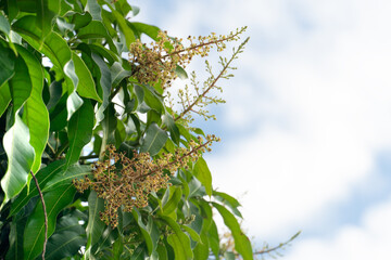 ฺBouquet of mango flowers in full bloom under the blue sky. Leaves of the mango are long,...