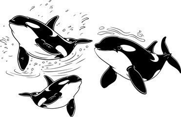 black and white orca  © Runrun