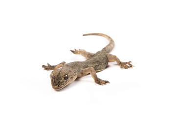 Gray Gecko Lizard isolated on white background.
