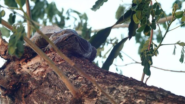 Common Water Monitor ,Varanus salvator , exotic animal ,Komodo dragon, lizard ,reptile ,dragon, comodo crocodile
