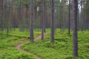 Pine forest on summer day.