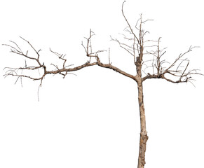 dead tree isolated