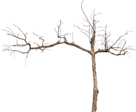 dead tree isolated